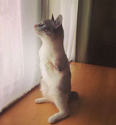 猫咪走路瘸但是能跑能跳,猫扭伤脚瘸了几天能好