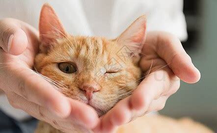 黄白橘猫和全黄橘猫哪个好看,橘猫分四种太粘人