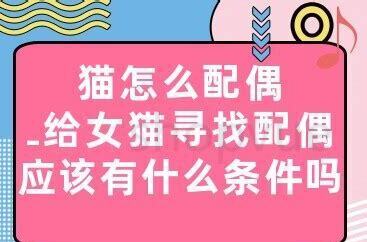 宠物猫可以吃三文鱼吗,布偶猫可以吃三文鱼吗