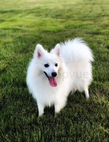 银狐犬要怎么养才能养活