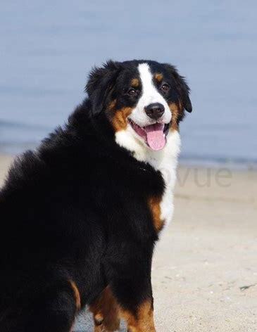 伯恩山犬如何养护