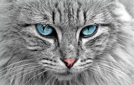猫咪眼睛里面有透明粘稠物,猫咪眼睛里面有毛怎么弄出来