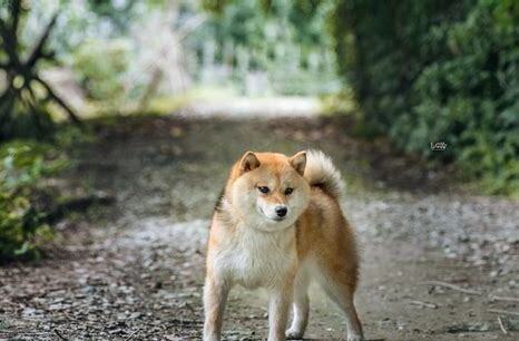 柴犬应该如何养好,柴犬应该怎么养