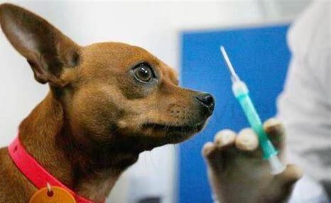 猫抓十天后猫没死人用打针吗,老一辈被猫咬了为啥不用打针