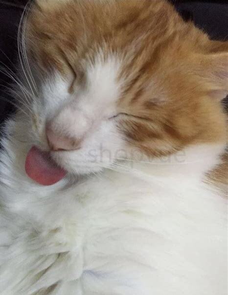 猫咪舌头发黑怎么回事,猫咪舌头发黑是什么原因