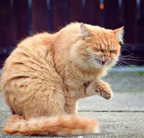 猫鼻炎的症状有哪些,猫鼻炎怎么治能除根