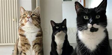 猫主人发出咕噜声代表什么意思,猫主人发出咕噜声代表什么预兆
