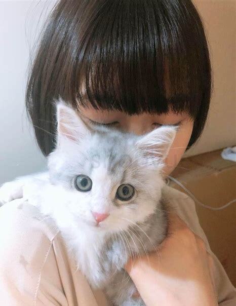 短猫咪如何养,美短猫咪怎么养
