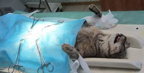 猫绝育后17天死了,公猫一般建不建议做绝育