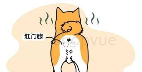 怎么判断狗需不需要挤肛门腺,狗挤肛门腺的正确方法