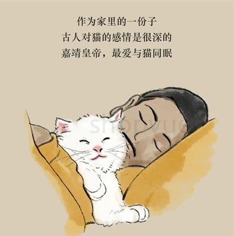 养猫成本一个月成本,养猫成本高吗