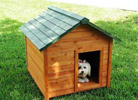 如何样养金毛犬,怎么样养金毛犬