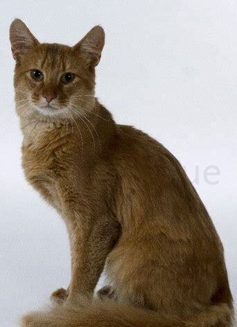索马里猫好养吗,索马里猫怎么养