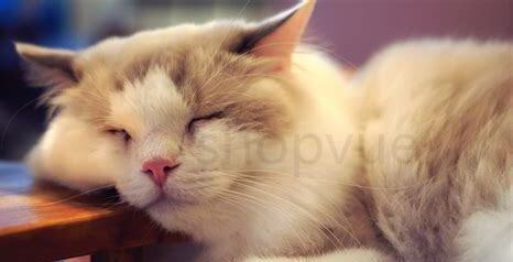 7升豆腐猫砂是多少斤重，如何正确使用豆腐猫砂