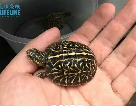 佛箱龟如何养爆纹,佛箱龟怎么养