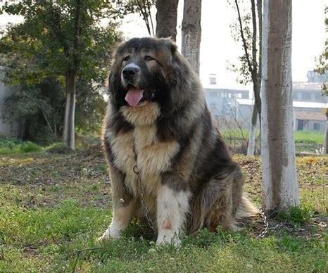 成年的高加索犬