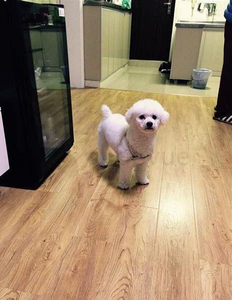 比熊狗狗怎么养胖