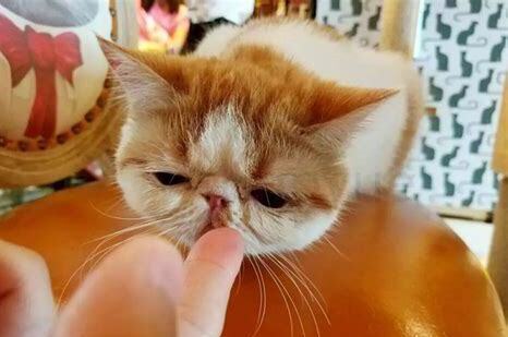 幼猫突然变得亢奋乱跑还咬人,猫突然暴躁,有攻击行为