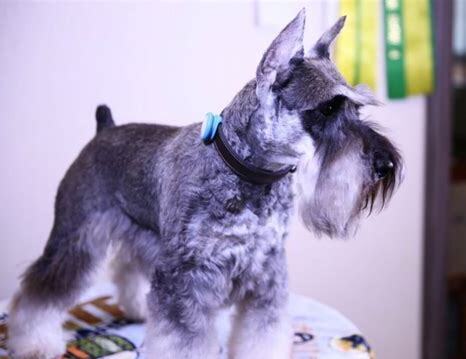 小型雪纳瑞犬如何养最好,小型雪纳瑞犬怎么养