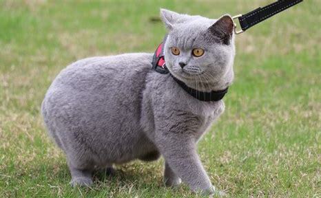 养蓝猫到底公猫好还是母猫好,公蓝猫和母蓝猫的区别图片