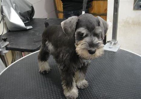 小型雪纳瑞犬如何养最好,小型雪纳瑞犬怎么养