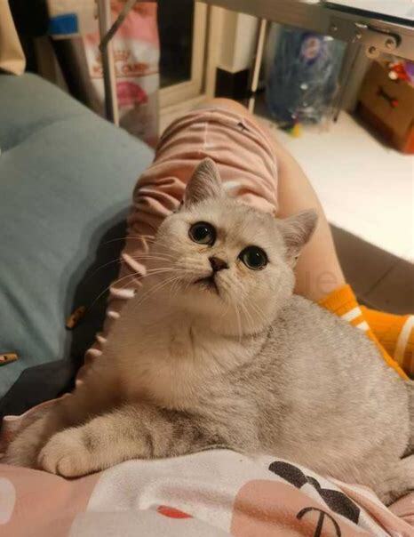 银渐层毛发黄如何回事,银渐层的毛发黄了怎么办 银渐层毛发黄如何回事,银渐层的毛发黄了怎么办