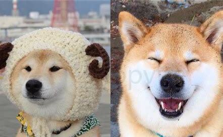 日本秋田犬如何养最好,日本秋田犬怎么养