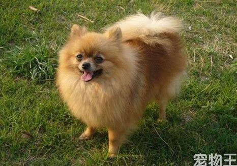 博美犬怎么养毛更好