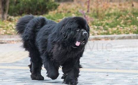 纽芬兰犬怎么养