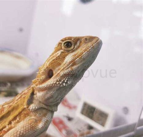 野生小蜥蜴怎么养