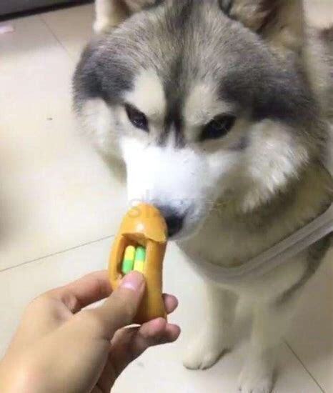 狗狗吃老鼠药了如何救它,狗狗吃老鼠药了怎么救治