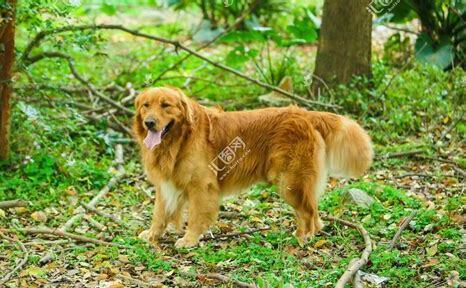 平毛猎犬怎么养