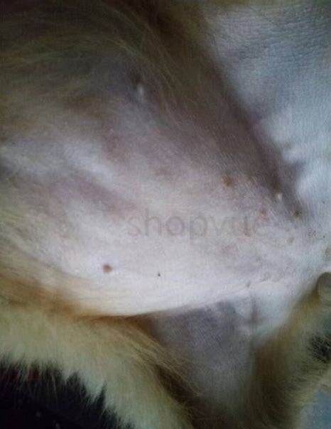 小奶狗拉出来白色长长的虫子,怎么知道犬蛔虫已除尽
