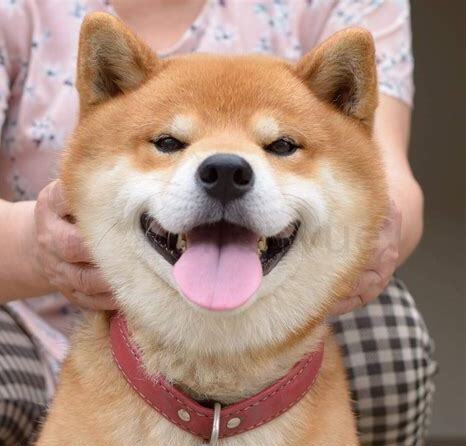 日本柴犬怎么养