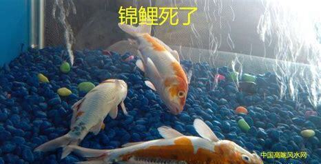 养锦鲤鱼如何喂食最好,养锦鲤鱼怎么喂食