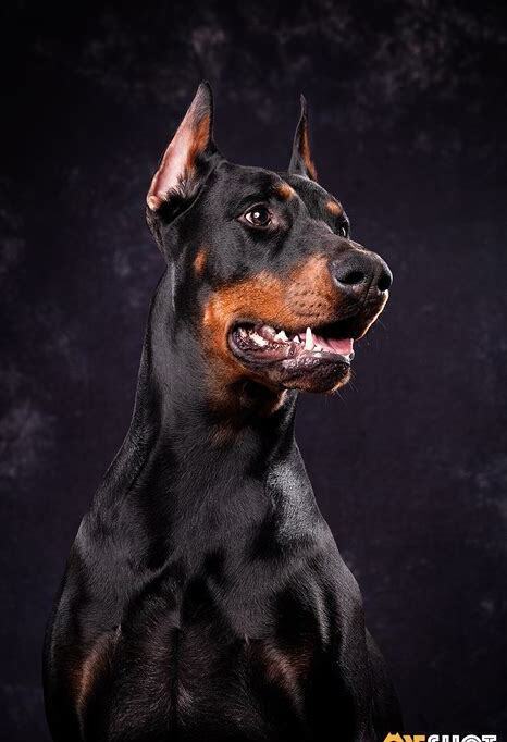 杜宾犬如何养好,怎么样养好杜宾犬 杜宾犬如何养好,怎么样养好杜宾犬