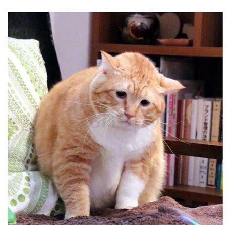 猫能吃鸭血吗