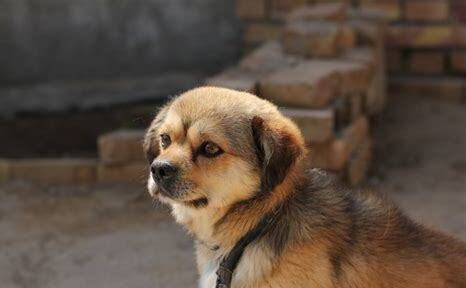 纪州犬怎么养