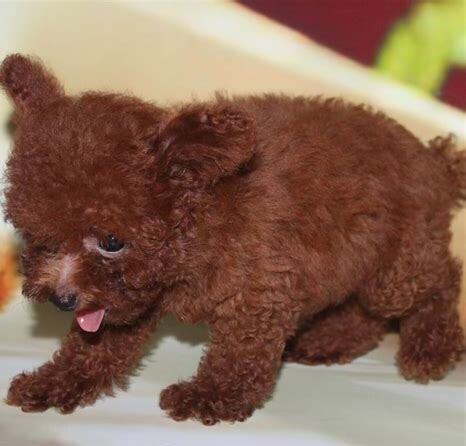 泰迪幼犬要怎么养