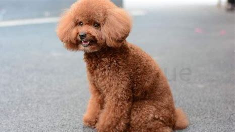 小型泰迪犬怎么养