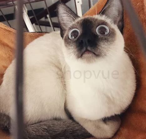 小暹罗猫怎么养