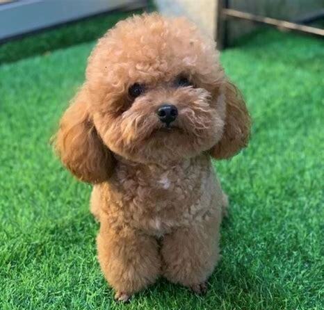 茶杯泰迪幼犬怎么养