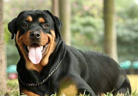 纯种罗威纳犬如何养好,纯种罗威纳犬怎么养