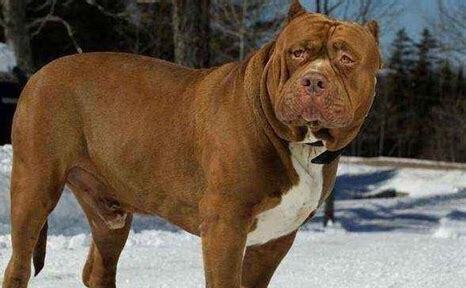 小比特犬怎么养