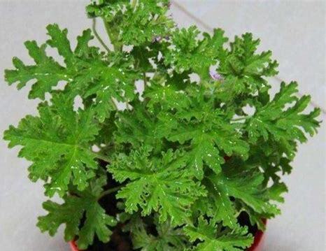 什么是驱蚊草,带你了解驱蚊草的习性与购买注意事项等 什么是驱蚊草,带你了解驱蚊草的习性与购买注意事项等