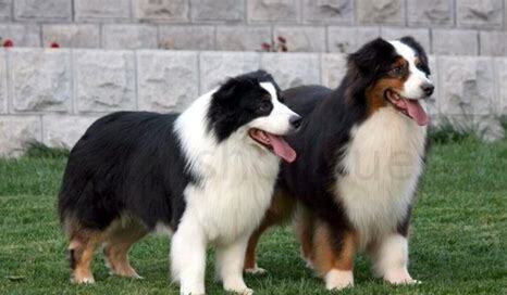 澳洲牧羊犬如何养最好,澳洲牧羊犬怎么养