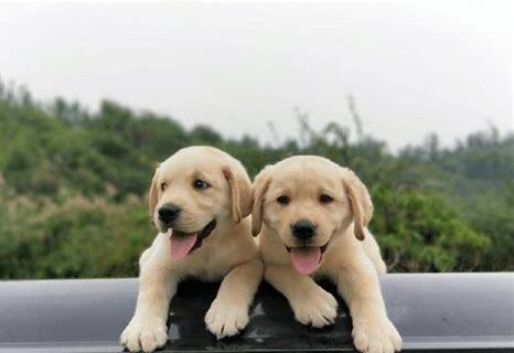 阿不拉多犬怎么养 阿不拉多犬怎么养