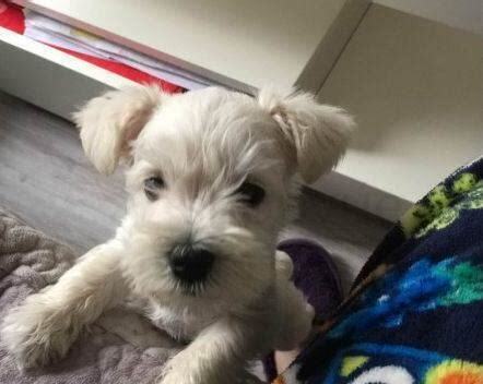雪拉瑞幼犬怎么养