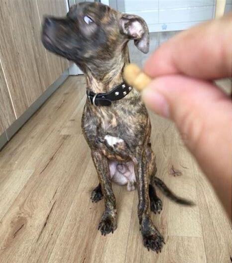 比特犬怎么养才凶猛
