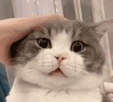 猫叫不出来 叫声沙哑 猫叫不出来 叫声沙哑